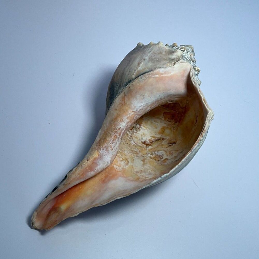 Beautiful NJ Knobbed Whelk shell NJ Beach 8" - Picture 4 of 5
